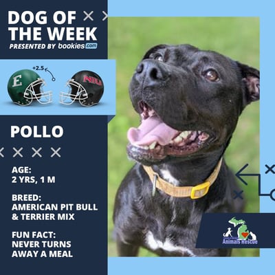 College Football Dog Of The Week: Eastern Michigan & ‘Pollo’ 1