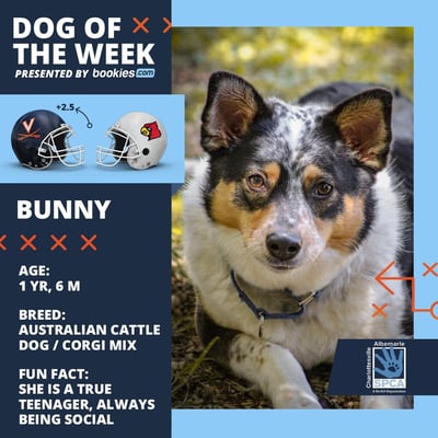 College Football Dog Of The Week: Virginia & 'Bunny' 1