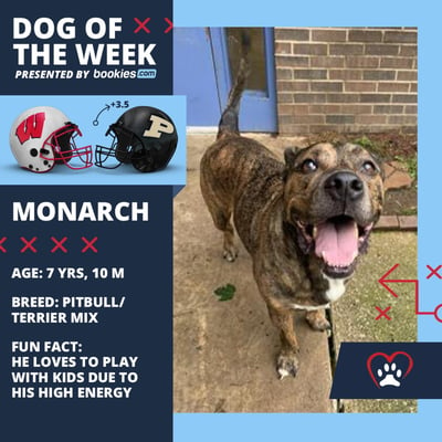 College Football Dog Of The Week: Purdue & 'Monarch' 1