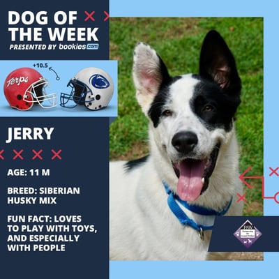 College Football Dog Of The Week: Maryland & 'Jerry' 1