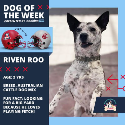 College Football Dog Of The Week: Arizona & 'Riven Roo' 1