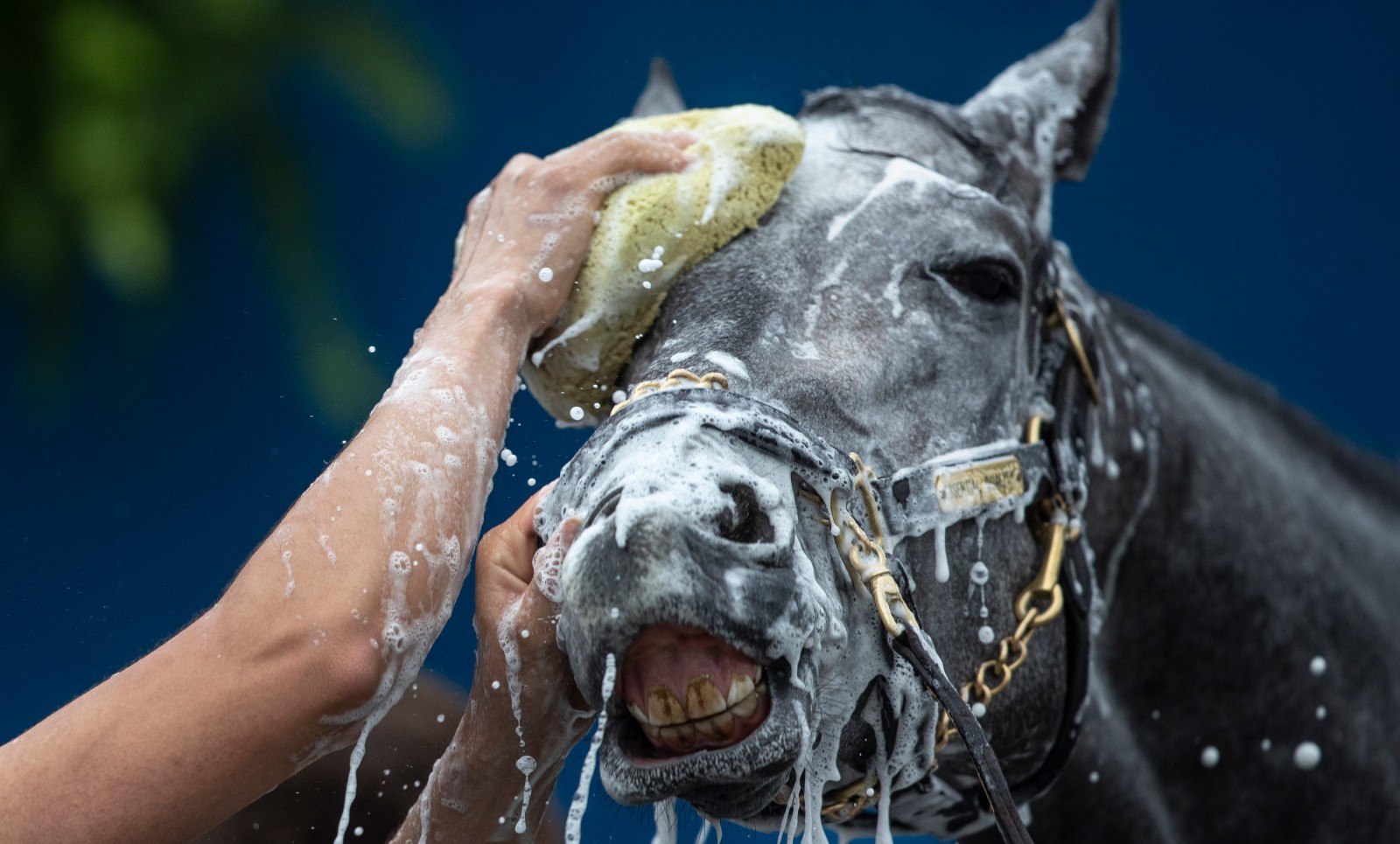 Breeders’ Cup 2021 Odds, Classic Picks, Tips & Betting Preview