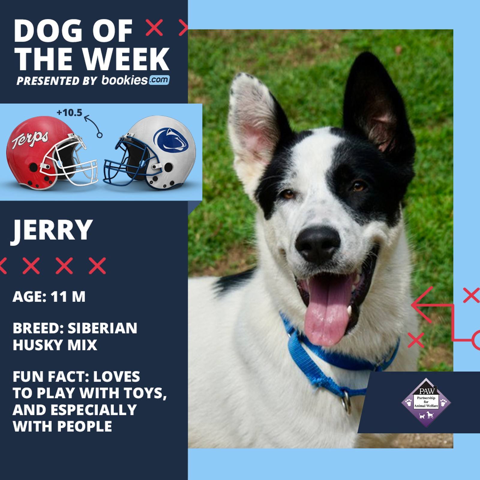 College Football Dog Of The Week: Maryland & 'Jerry'