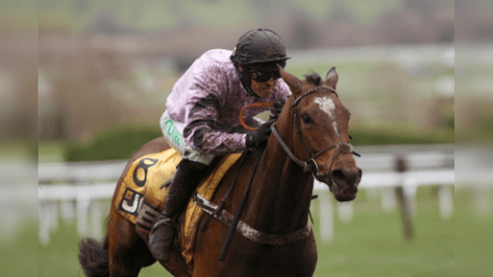 Triumph Hurdle Trends and Free Bets for the 2026 Cheltenham Festival