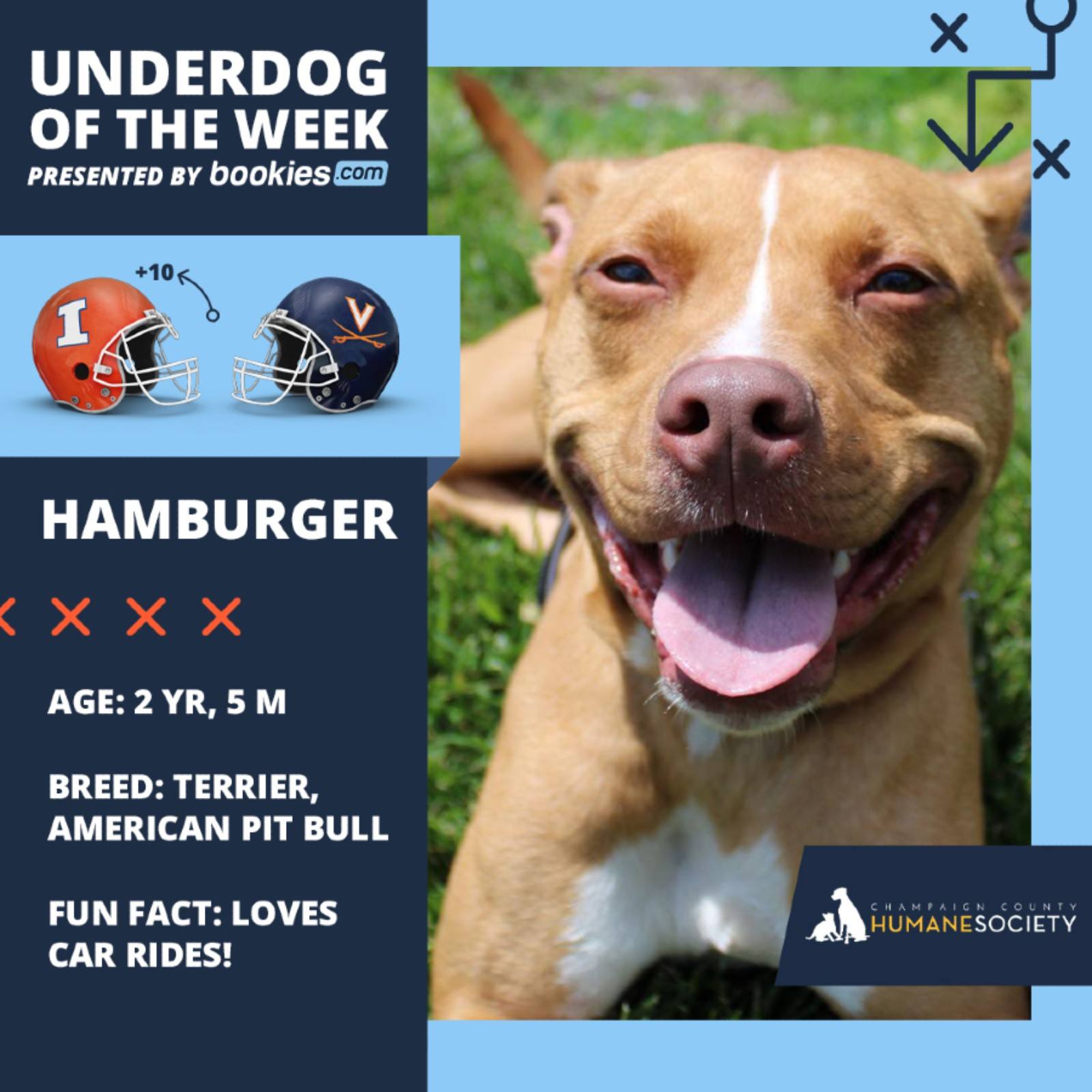 College Football Dog of the Week: Illinois & ‘Hamburger’