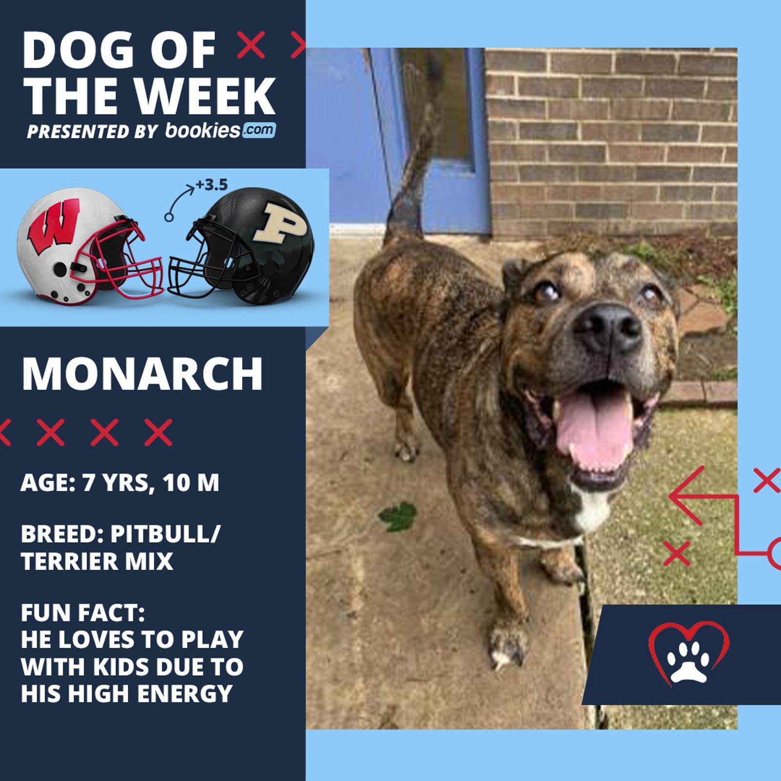 College Football Dog Of The Week: Purdue & 'Monarch'