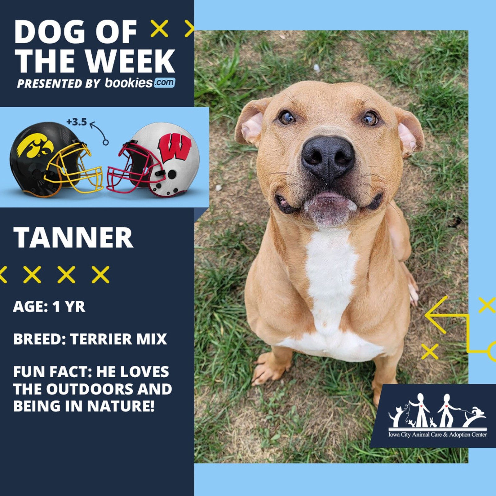 College Football Dog Of The Week: Iowa & 'Tanner'