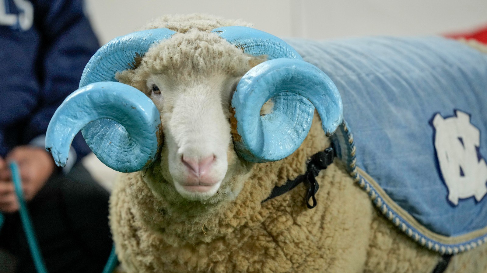 Claim These 7 North Carolina Betting Promos Immediately: $11,186 In Offers Available (Ending Soon!)