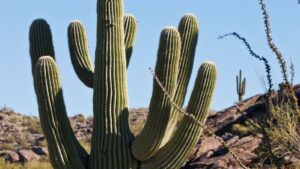Arizona Sports Betting Early Registration Offers Available
