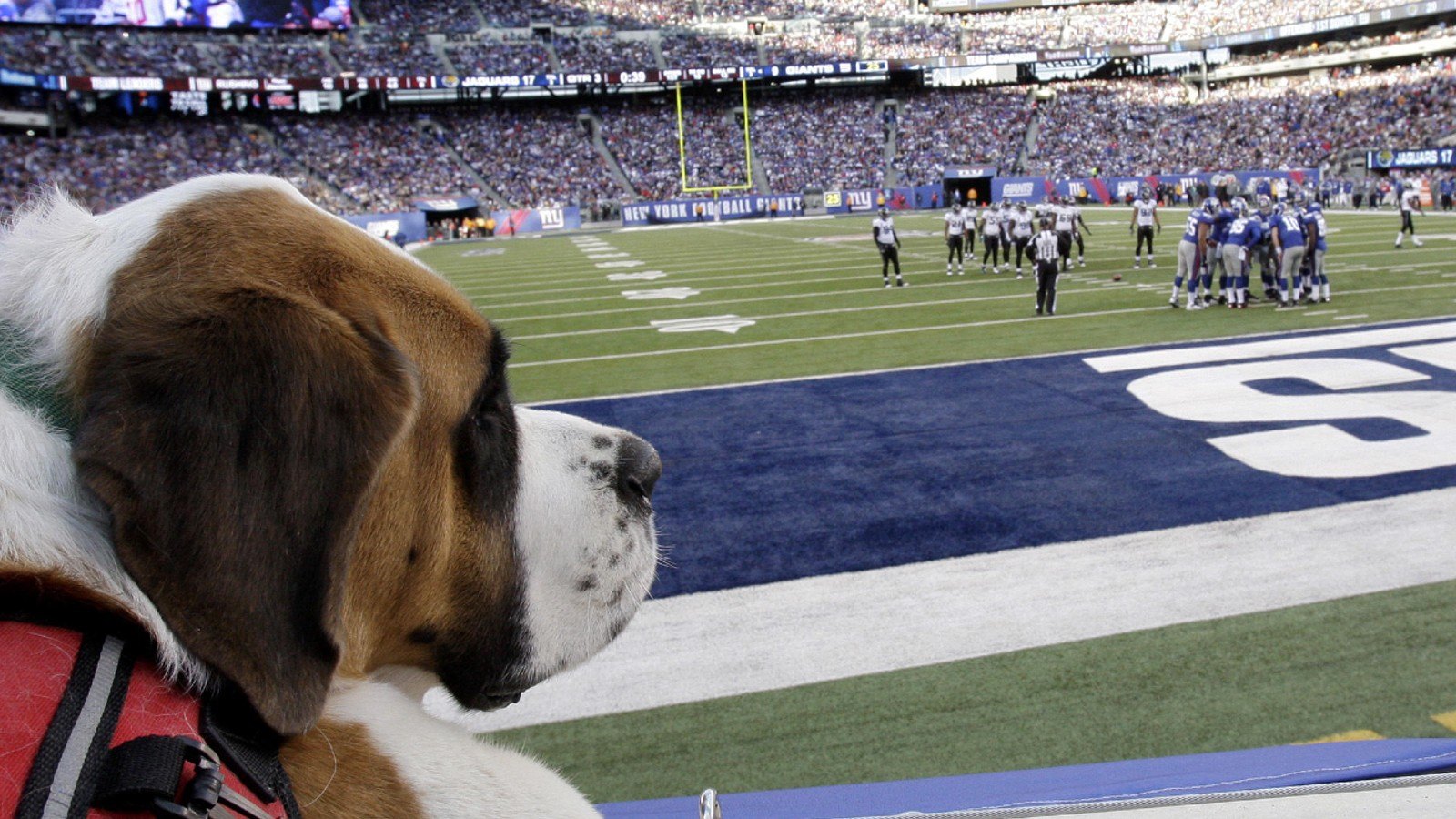 Year of the Dog? Here's How Much You'd Be Up Betting NFL Moneyline Underdogs