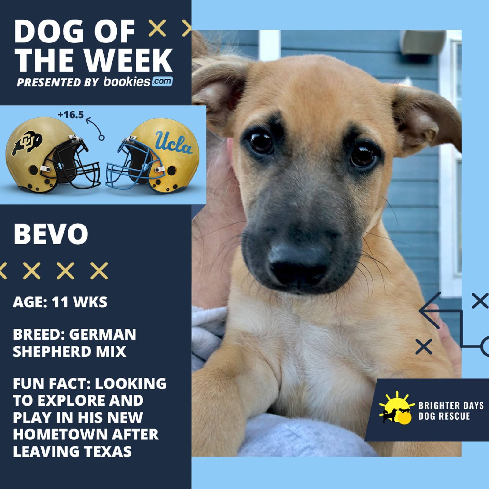 College Football Dog Of The Week: Colorado & 'Bevo'